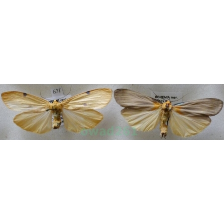 Lithosia quadra (Linnaeus, 1758) pair Porostnica czterokropka Czech63f